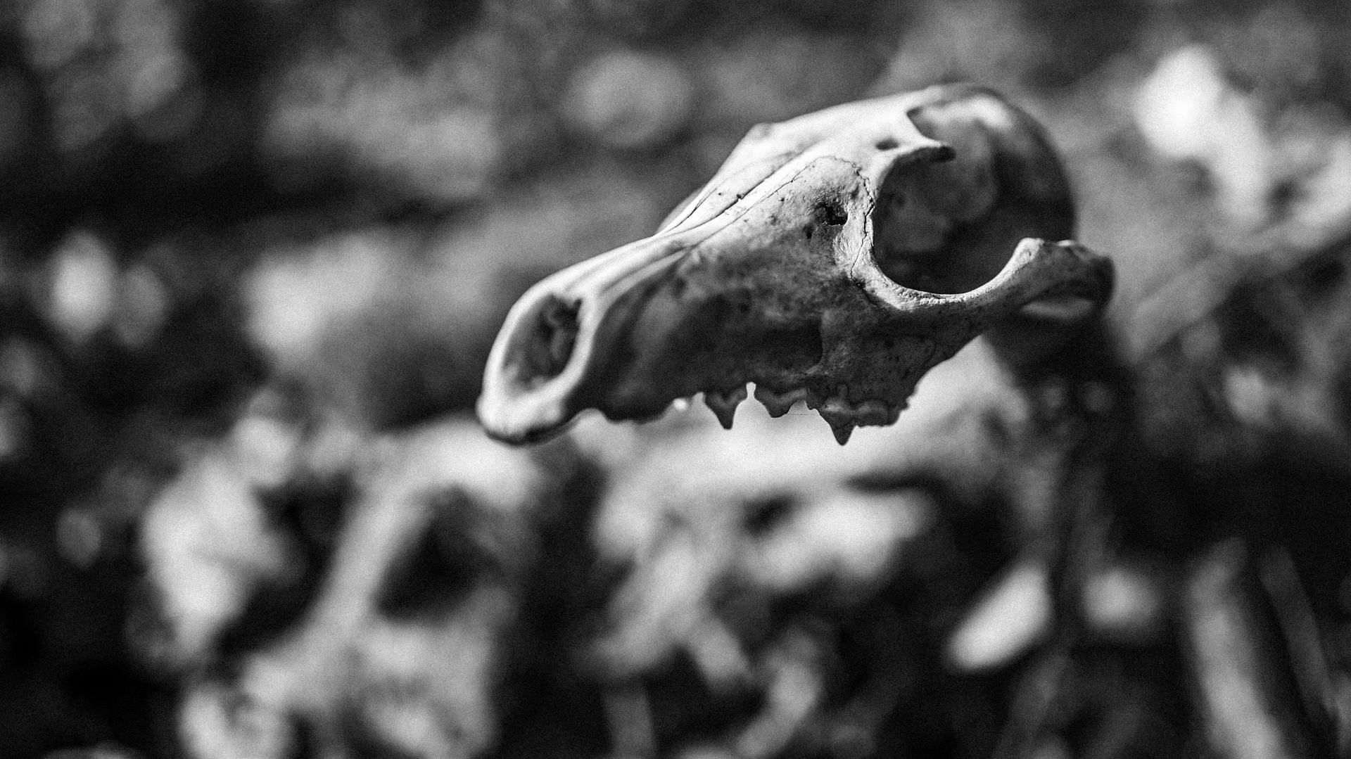 Kathy's body remains were found (Representative Photo by pexels )